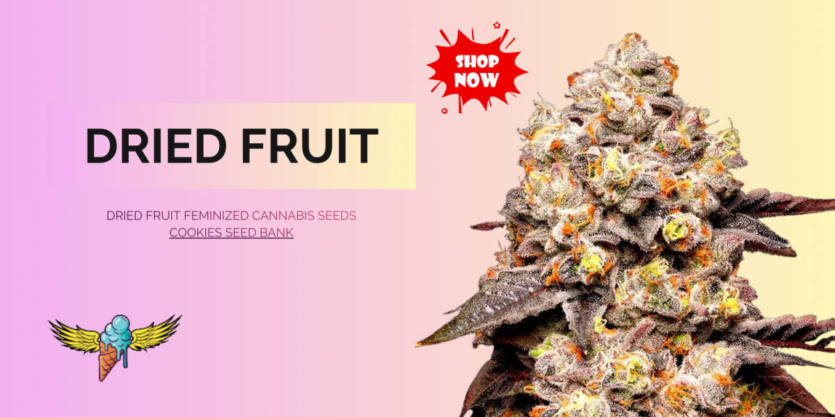 Dried Fruit Feminized Seeds – High-Quality Cannabis Genetics