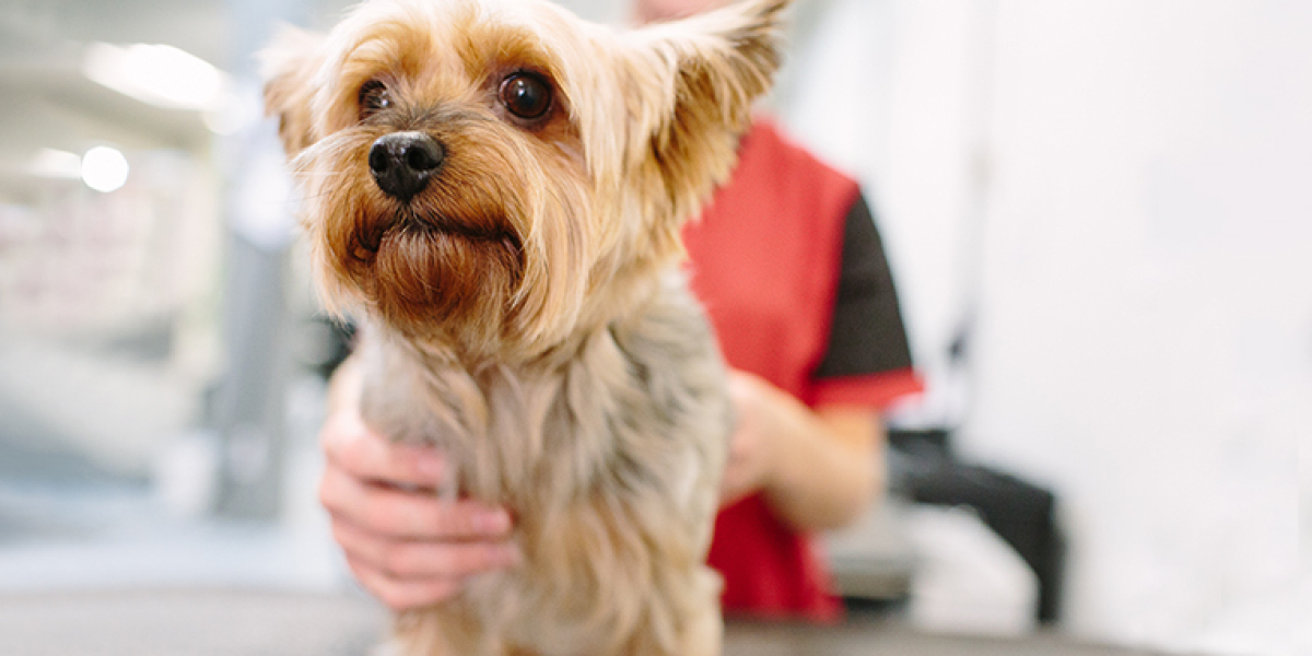 Why Expert Dog Groomers Are Essential to Modern Pet Ownership