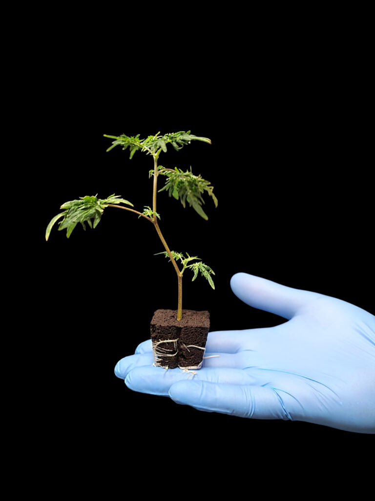 Cannabis Stecklinge | Alpenhigh Shop - Hanfstecklinge kaufen