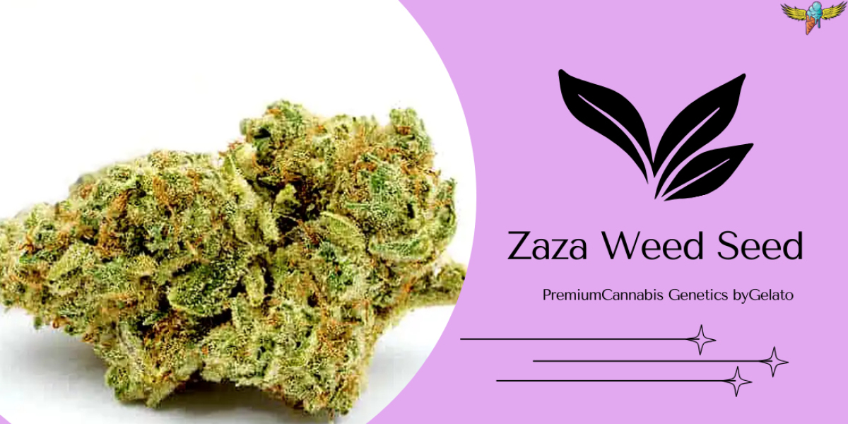 Zaza Weed Seed: Premium Genetics for Consistent Growth