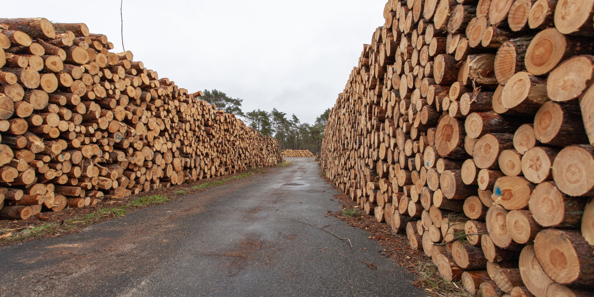 Premium OSB Wood Sheets by Lulimall – A Trusted Choice Among Modern Wood Distributors