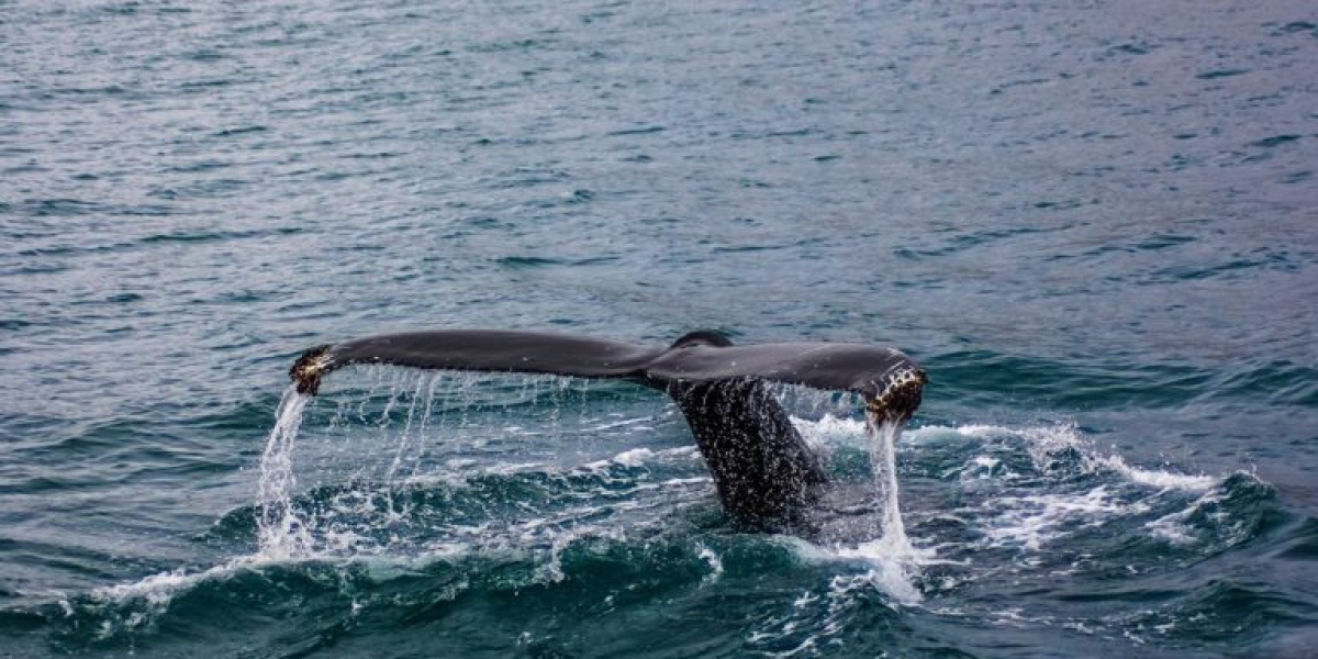 How Long Can Whales Hold Their Breath? Exploring Nature’s Deep Divers