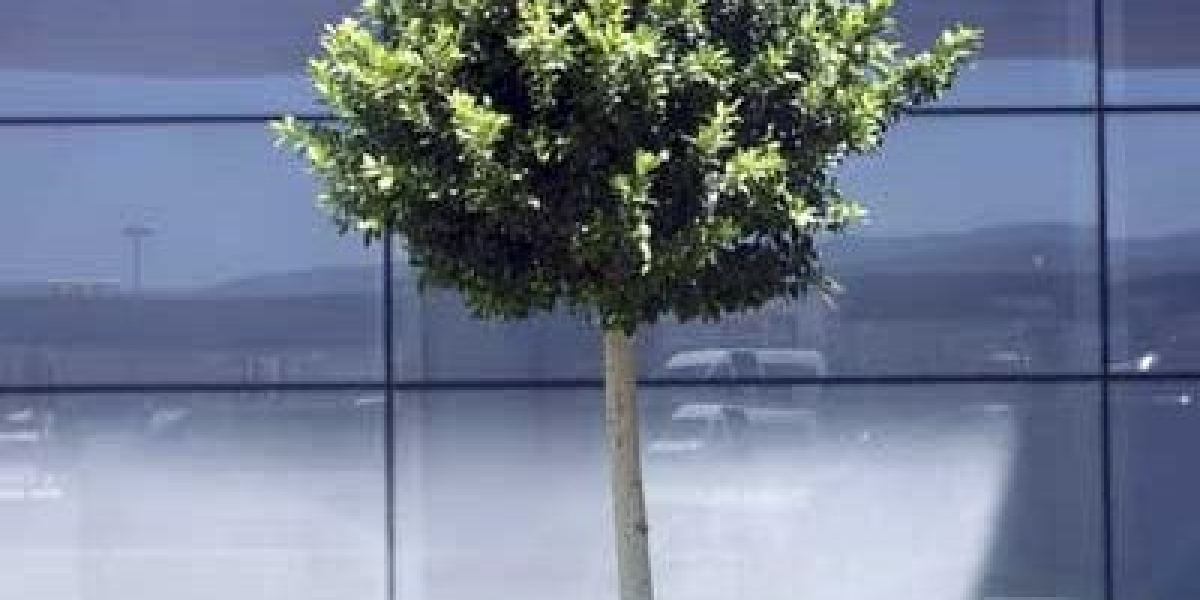 Safe Tree Removal in Barrie | Licensed & Insured Experts