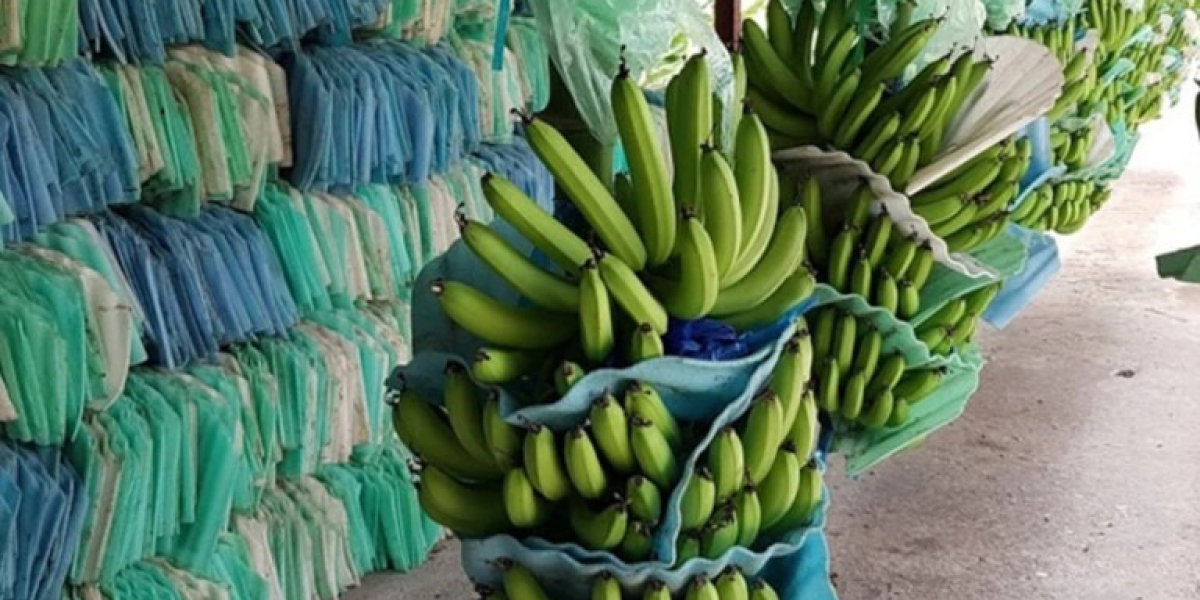 Ecuador Customs Data: Research Competition & Market Trends
