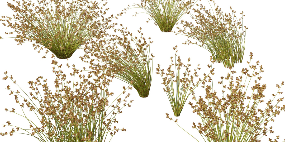 Enscape Plants Models for Revit – High-Quality Landscape Assets