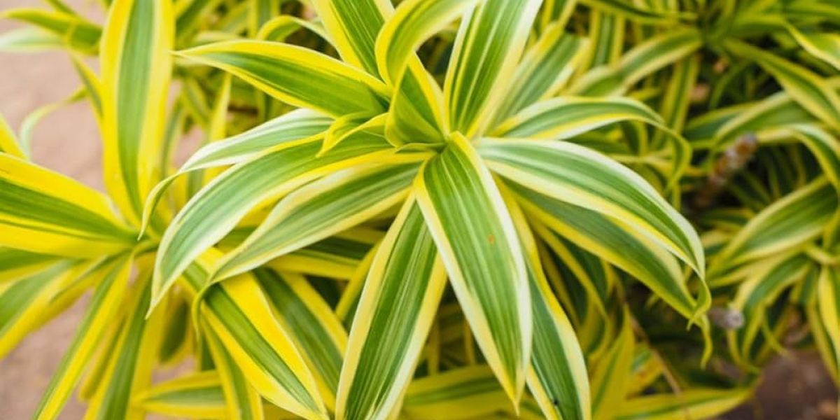 Song of India Plant Indoor Care – Light, Water & Soil Tips