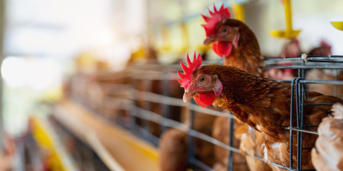 Top Poultry Processing Solutions to Meet Rising Demand for Ready-to-Eat Products in Saudi Arabia